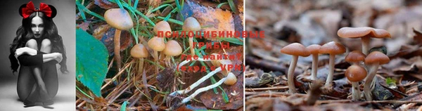 герыч Зеленокумск